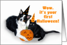Halloween Dog and Cat, First Halloween card