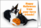 Halloween Dog and Cat, From Furry Friends card
