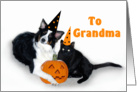 Halloween Dog and Cat, Grandma card