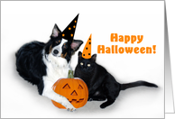 Halloween Dog and...