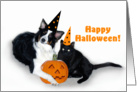 Halloween Dog and Cat card