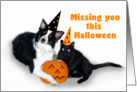Halloween Dog and Cat, Missing You card
