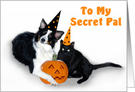 Halloween Dog and Cat, Secret Pal card