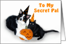 Halloween Dog and Cat, Secret Pal card