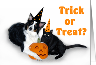 Halloween Dog and Cat, Trick or Treat card