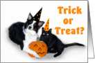 Halloween Dog and Cat, Trick or Treat card