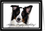 Australian Shepherd Happy Birthday Auntie card