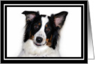 Australian Shepherd card