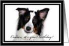 Australian Shepherd Happy Birthday Cousin card