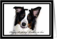 Australian Shepherd Happy Birthday Brother-in-law card