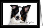 Australian Shepherd Happy Birthday From All of Us card