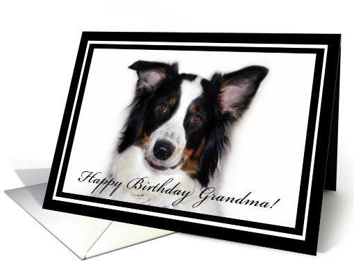 Australian Shepherd Happy Birthday Grandma card (481899)