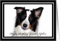 Australian Shepherd Happy Birthday Grand-Nephew card