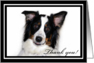 Australian Shepherd Thank You card