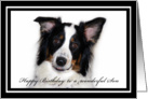 Australian Shepherd Happy Birthday Son card