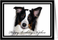 Australian Shepherd Happy Birthday Nephew card