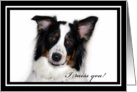 Australian Shepherd Happy Birthday Miss You card