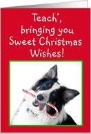 Australian Shepherd Sweet Christmas,Teacher card