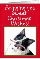 Australian Shepherd Sweet Christmas card