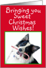 Australian Shepherd Sweet Christmas card