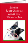 Australian Shepherd Sweet Christmas, Son card