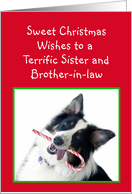 Australian Shepherd Sweet Christmas, Sister and Brother-in-law card