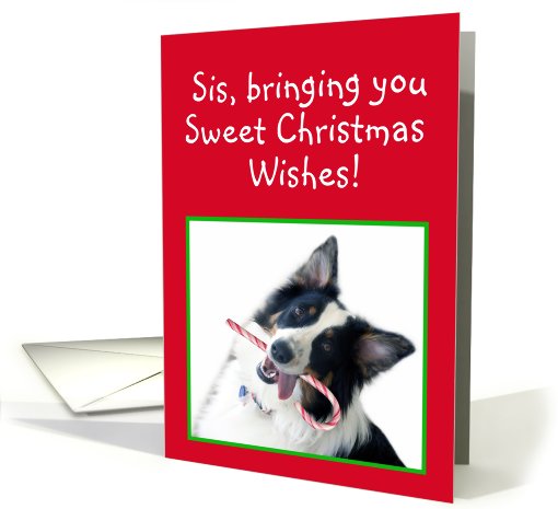 Australian Shepherd Sweet Christmas, Sister card (483035)