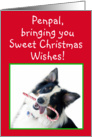 Australian Shepherd Sweet Christmas, Penpal card