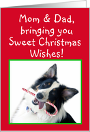 Australian Shepherd Sweet Christmas, Mom and Dad card