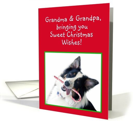 Australian Shepherd Sweet Christmas, Grandma & Grandpa card (483040)