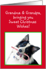 Australian Shepherd Sweet Christmas, Grandma & Grandpa card