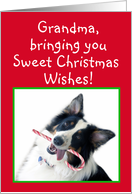 Australian Shepherd Sweet Christmas, Grandma card