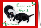 Australian Shepherd and Cat Peace on Earth, Grandma card