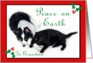 Australian Shepherd and Cat Peace on Earth, Grandma card