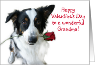 Valentine Rose, Grandma card