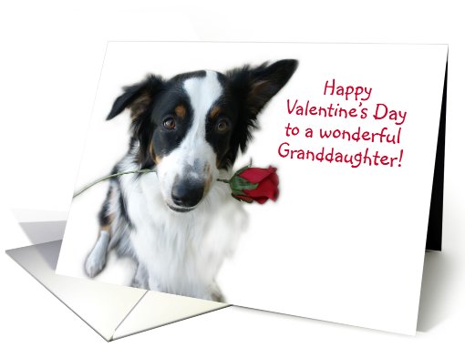Aussie and Rose, Granddaughter card (514575)