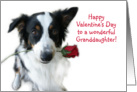 Aussie and Rose, Granddaughter card
