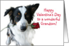 Aussie and Rose, Grandson card