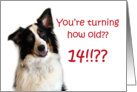 Dog Years, Birthday 14 Years Old card