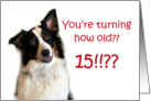 Dog Years, Birthday 15 Years Old card