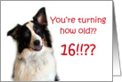 Dog Years, Birthday 16 Years Old card