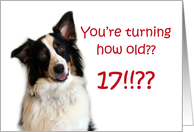 Dog Years, Birthday 17 Years Old card