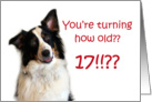 Dog Years, Birthday 17 Years Old card