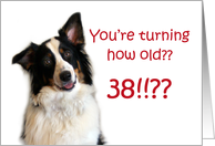 Dog Years, Birthday 38 Years Old card