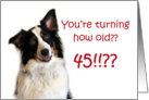 Dog Years, Birthday 45 Years Old card