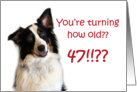 Dog Years, Birthday 47 Years Old card