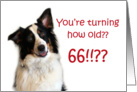 Dog Years, Birthday 66 Years Old card