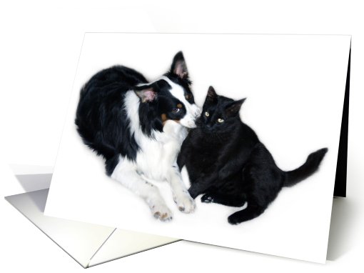 Aussie and Cat Secrets Blank Note card (634127)