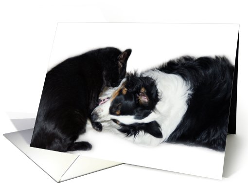 Aussie and Cat Leg Puller Blank Note card (634128)