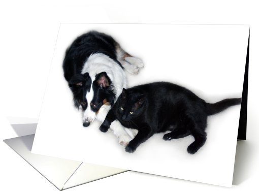 Aussie and Cat Pals Blank Note card (634130)